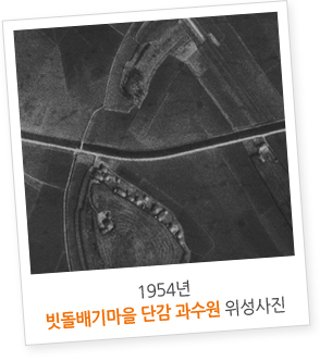 1954년 빗돌배기마을 단감 과수원 위성사진